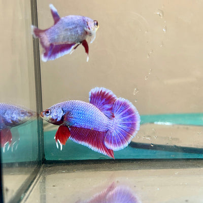 Purple Pink Plakat - Betta