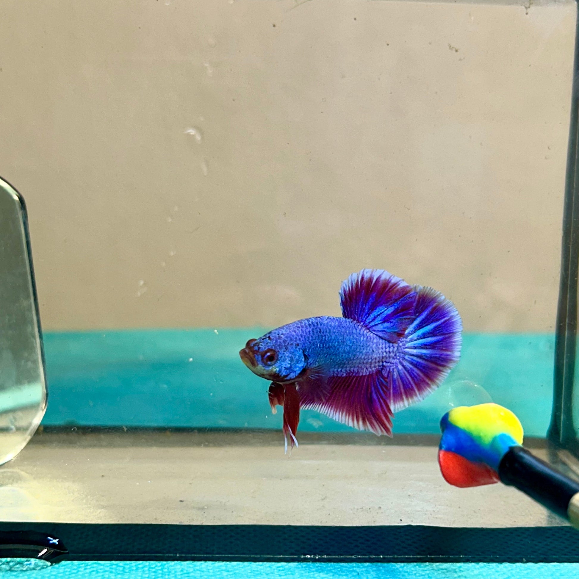 Purple Pink Plakat - Betta