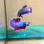 Purple Pink Plakat - Betta