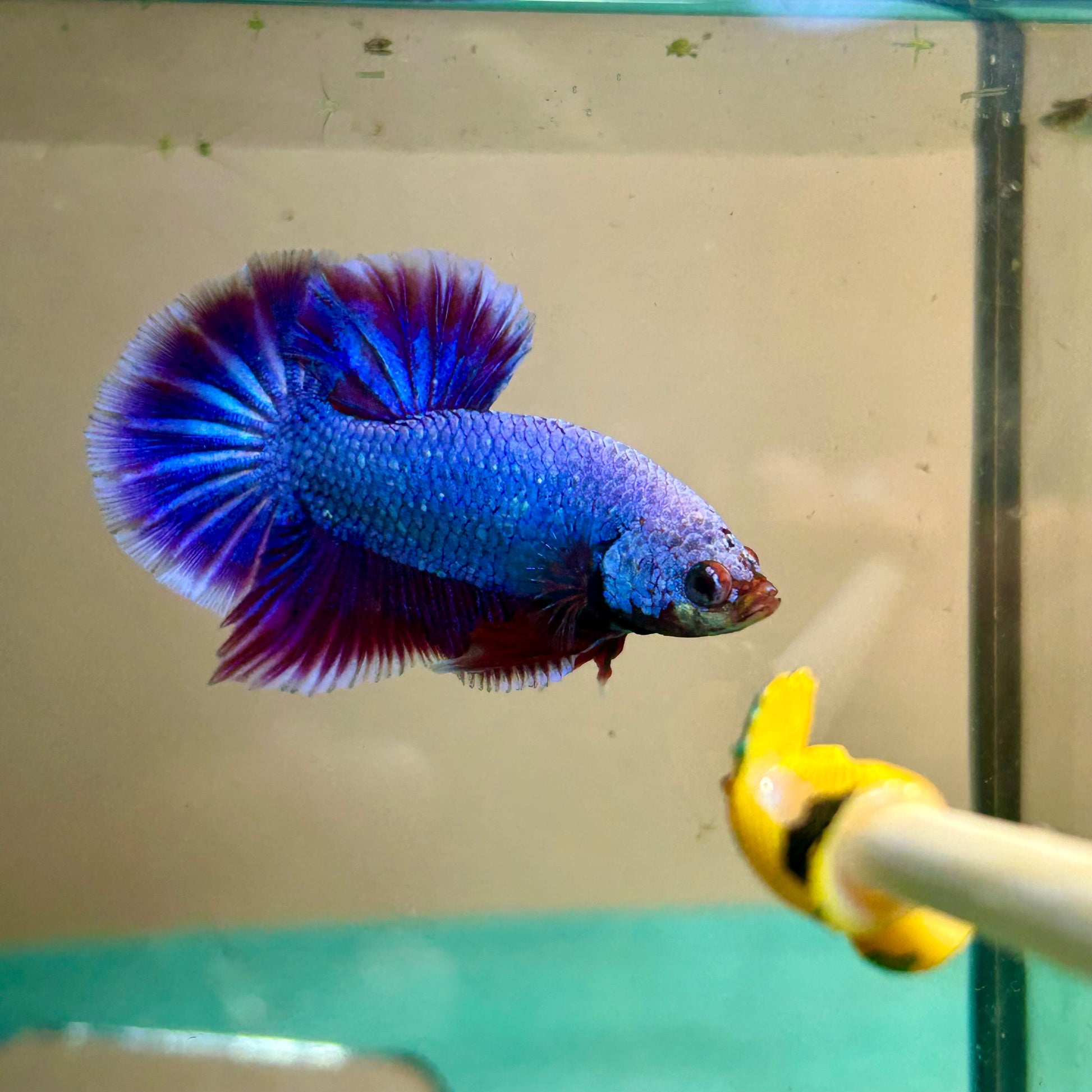 Purple Pink Plakat - Betta