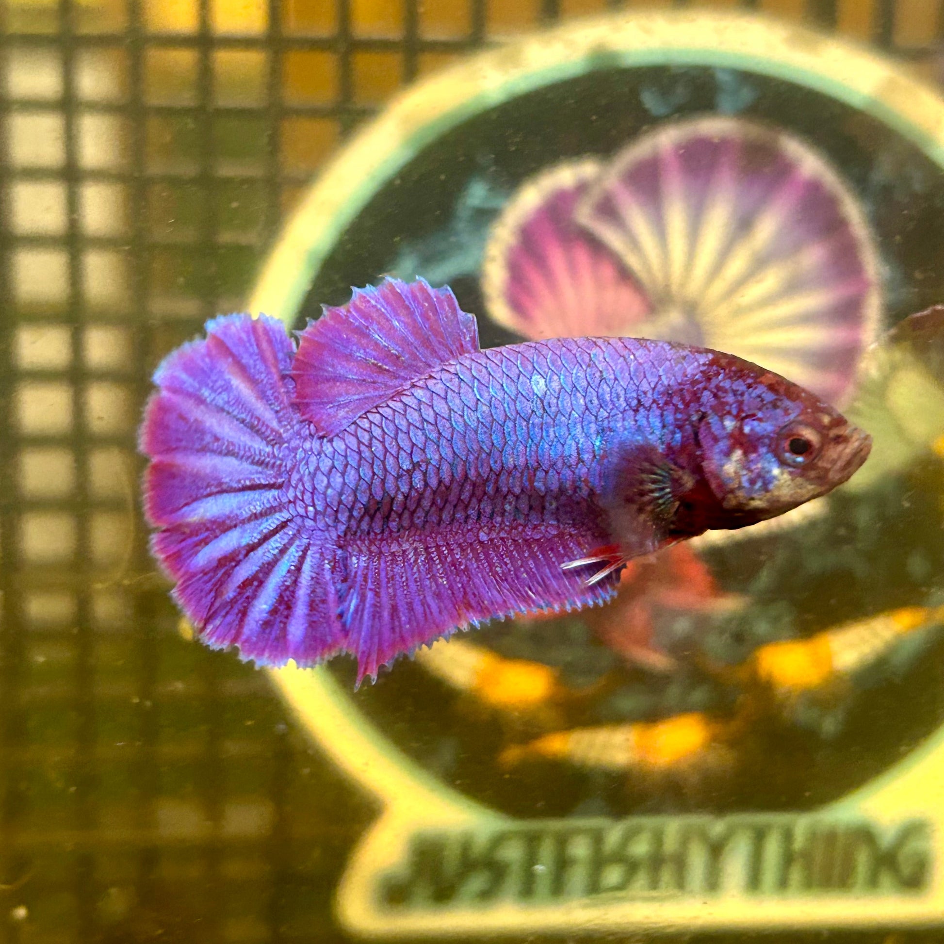 Purple Pink Plakat - Female Betta 082 - Breeder Grade