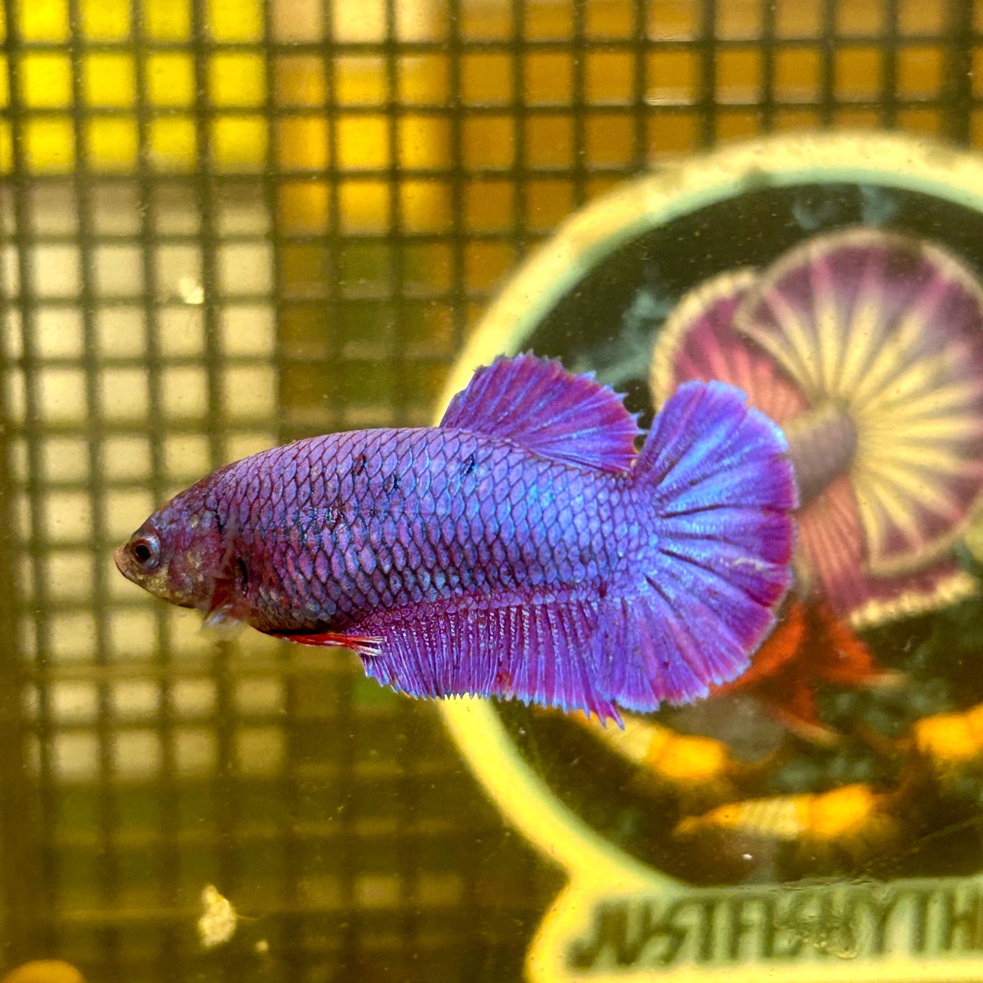 Purple Pink Plakat - Female Betta 082 - Breeder Grade