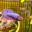 Purple Pink Plakat - Female Betta 082 - Breeder Grade