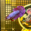 Purple Pink Plakat - Female Betta 082 - Breeder Grade