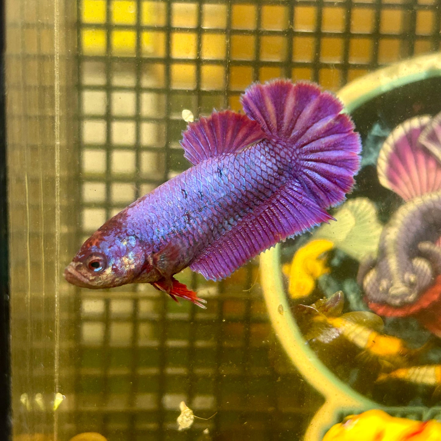 Purple Pink Plakat - Female Betta 082 - Breeder Grade