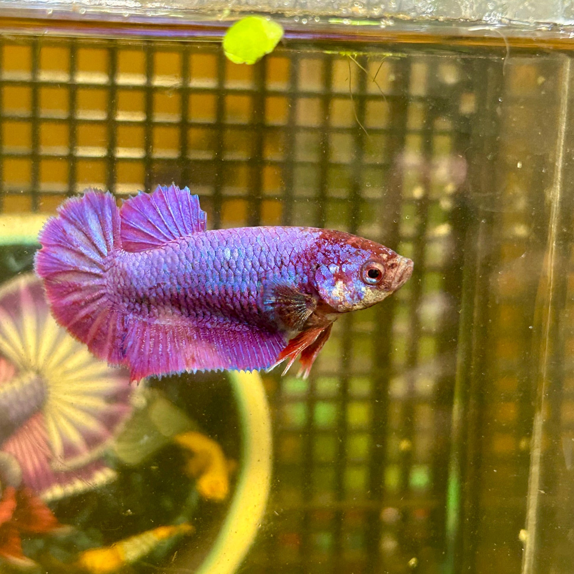 Purple Pink Plakat - Female Betta 082 - Breeder Grade