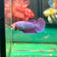 Purple Pink Plakat - Female Betta 95 - Breeder Grade