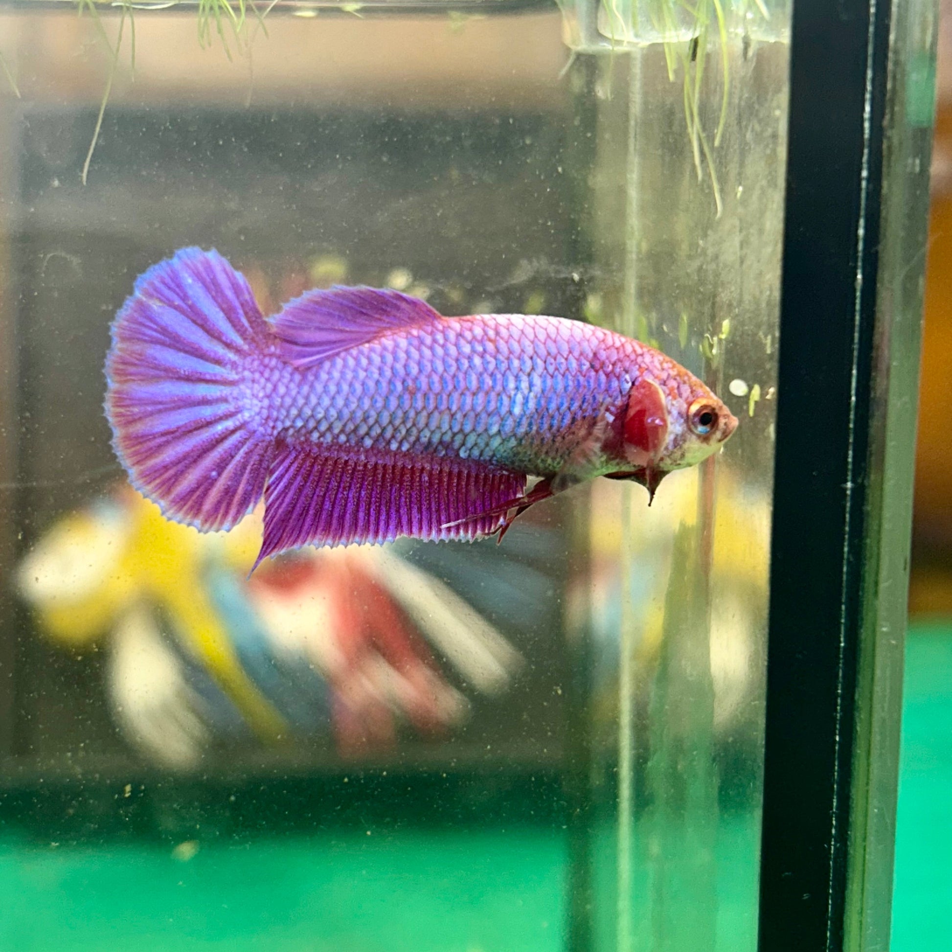 Purple Pink Plakat - Female Betta 95 - Breeder Grade