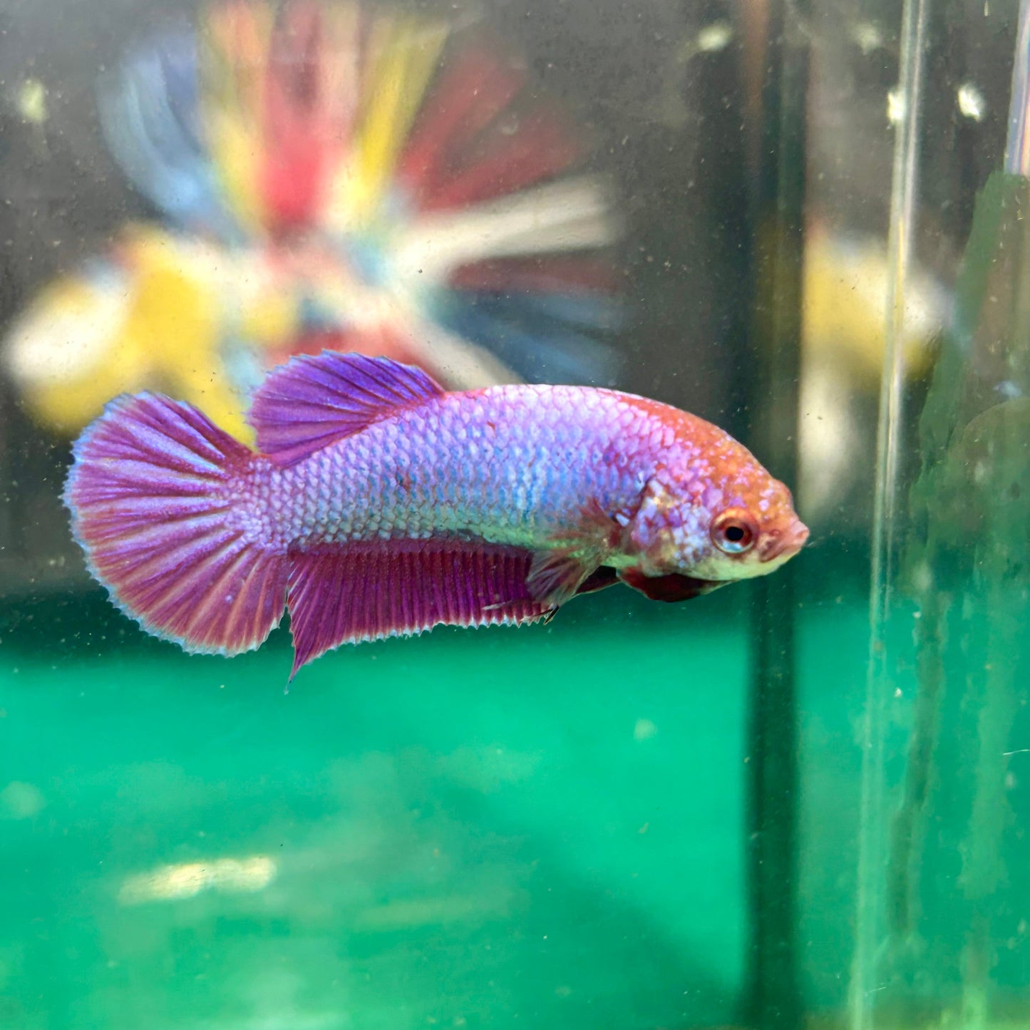 Purple Pink Plakat - Female Betta 95 - Breeder Grade