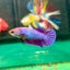 Purple Pink Plakat - Female Betta 95 - Breeder Grade