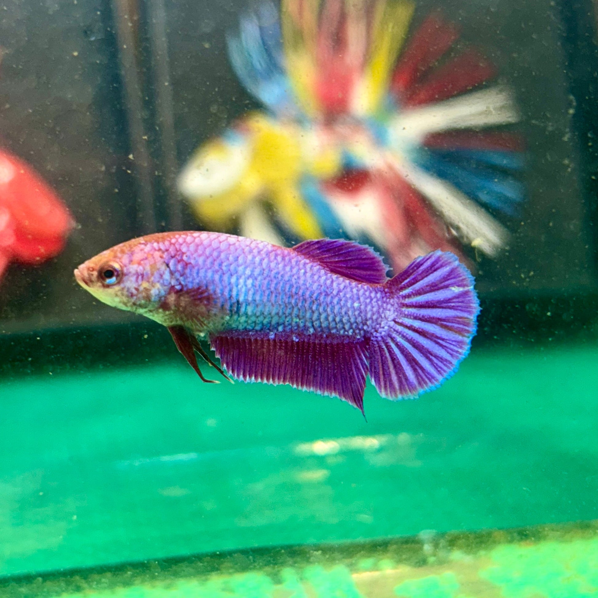 Purple Pink Plakat - Female Betta 95 - Breeder Grade