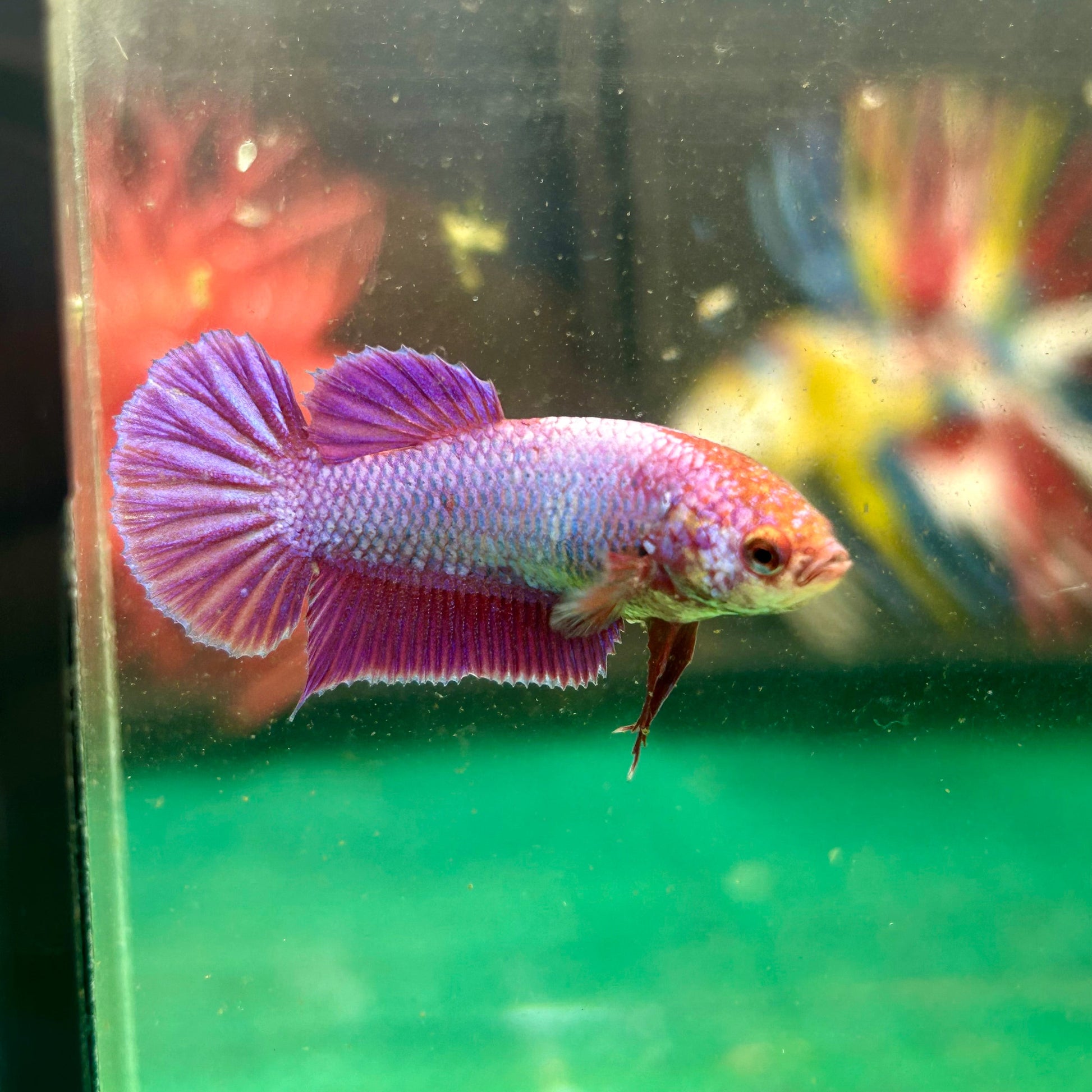 Purple Pink Plakat - Female Betta 95 - Breeder Grade