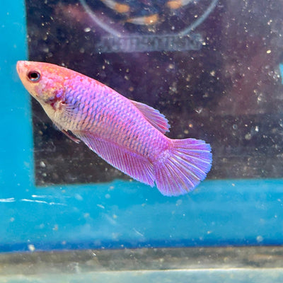 Purple Pink Plakat - Female Betta M31