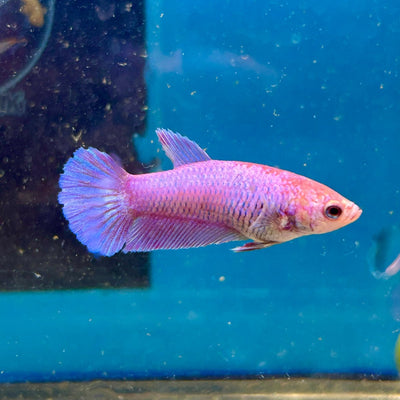 Purple Pink Plakat - Female Betta M31