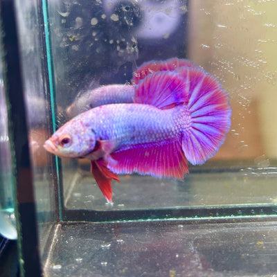Purple Pink Plakat - Male Betta 040