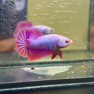 Purple Pink Plakat - Male Betta 040