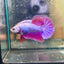 Purple Pink Plakat - Male Betta 040