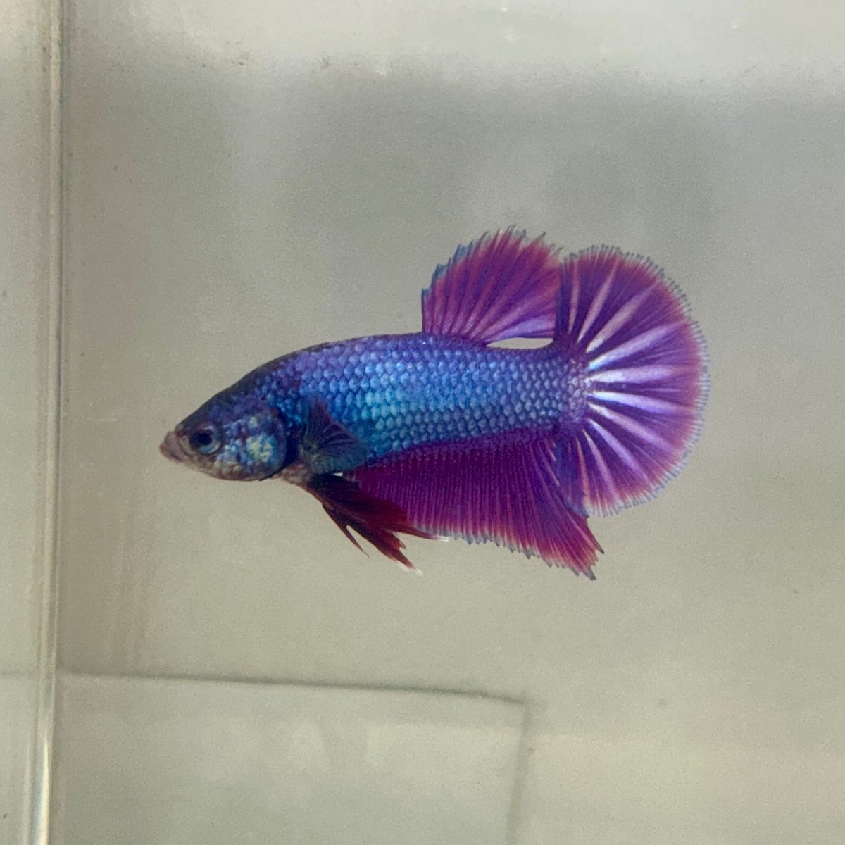 Purple Pink Plakat - Male Betta 054