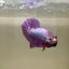 Purple Pink Plakat - Male Betta 054