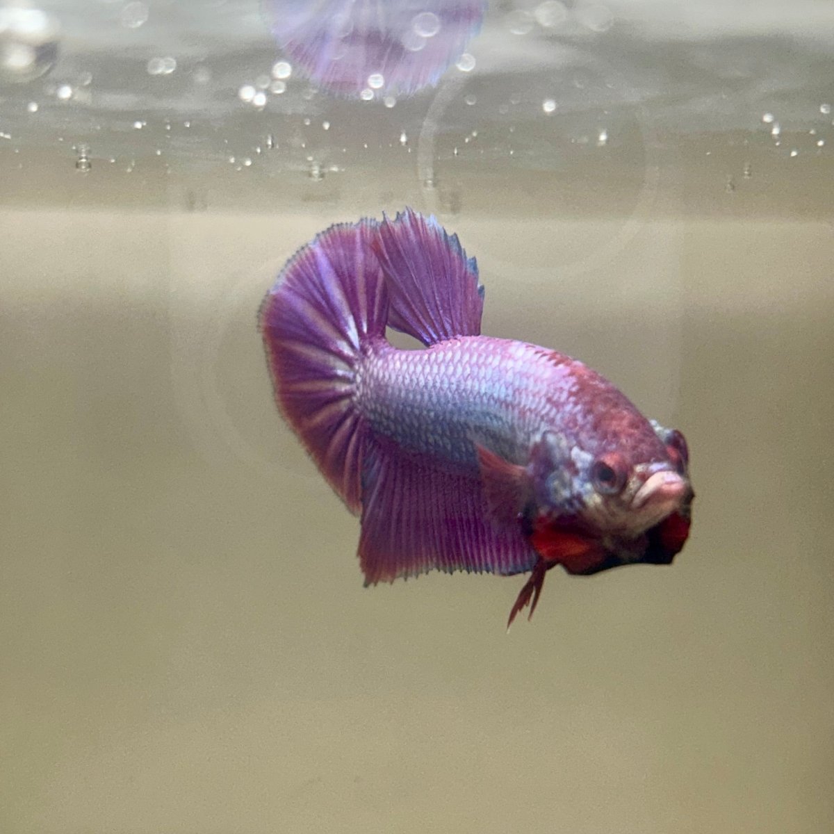 Purple Pink Plakat - Male Betta 054