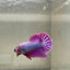 Purple Pink Plakat - Male Betta 054