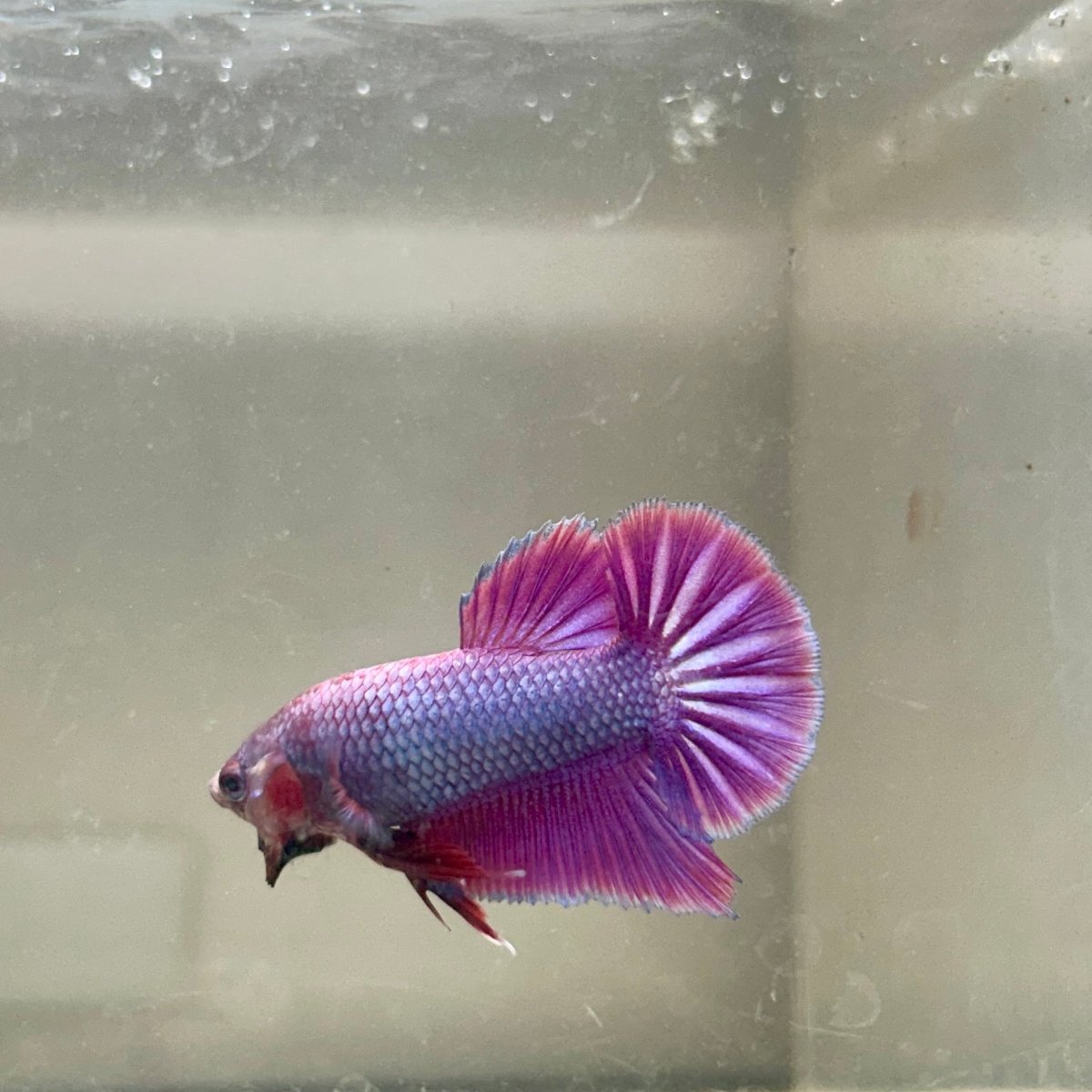 Purple Pink Plakat - Male Betta 054