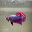 Purple Pink Plakat - Male Betta 054
