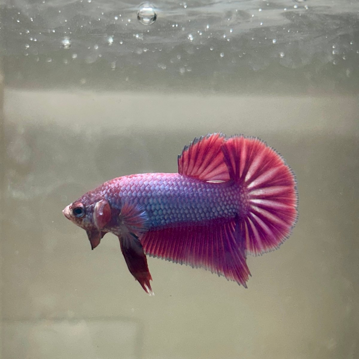 Purple Pink Plakat - Male Betta 054