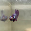 Purple Pink Plakat - Male Betta 054