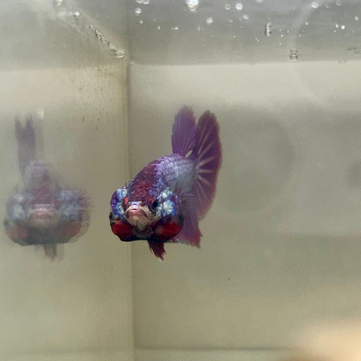 Purple Pink Plakat - Male Betta 054