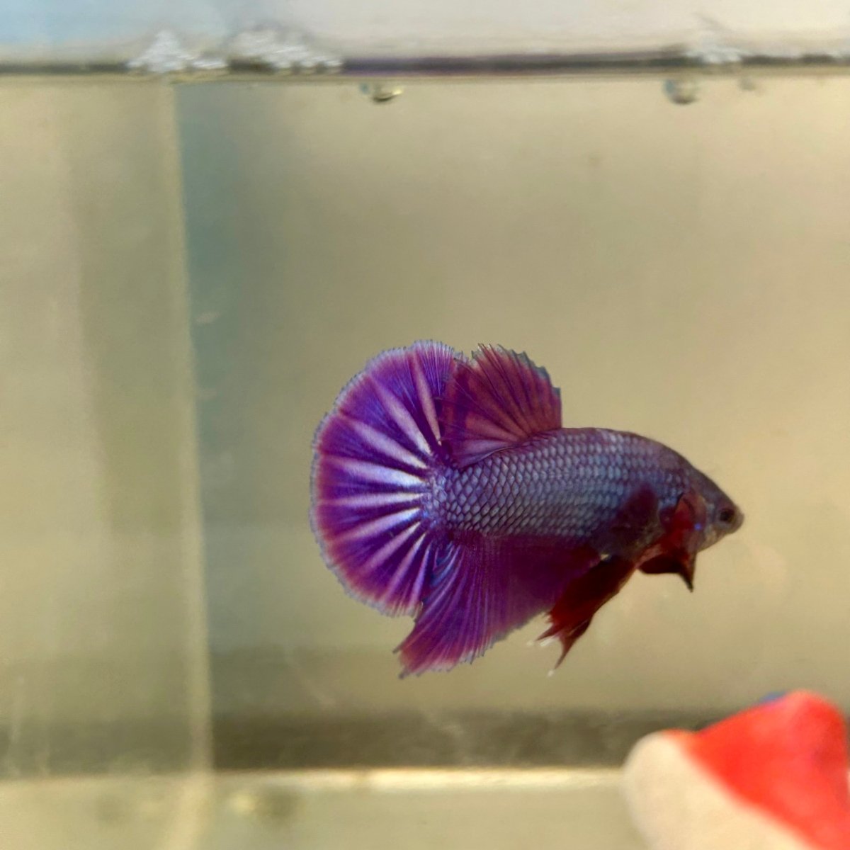 Purple Pink Plakat - Male Betta 054