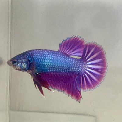 Purple Pink Plakat - Male Betta 054