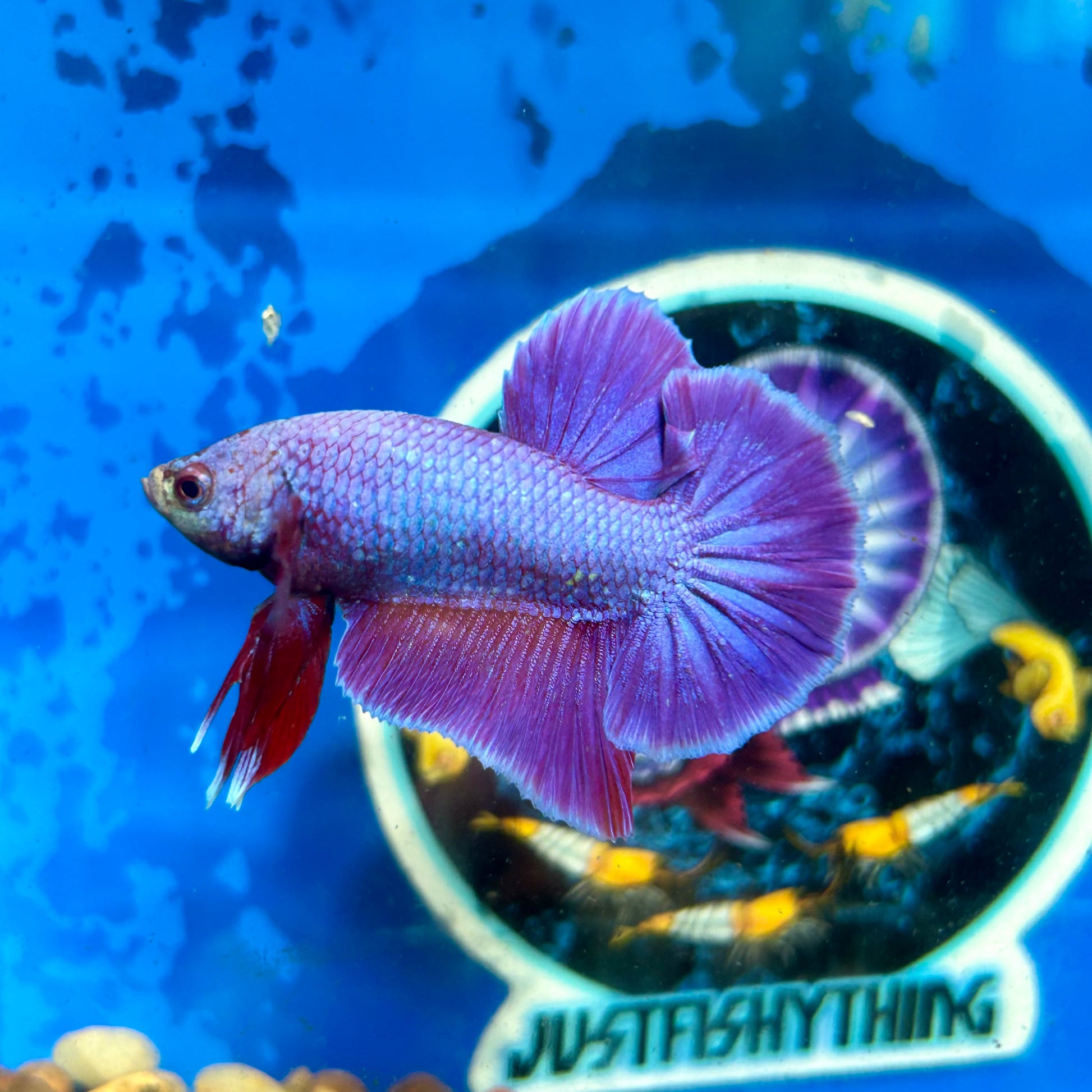 Purple Pink Plakat - Male Betta 069 Breeder Grade