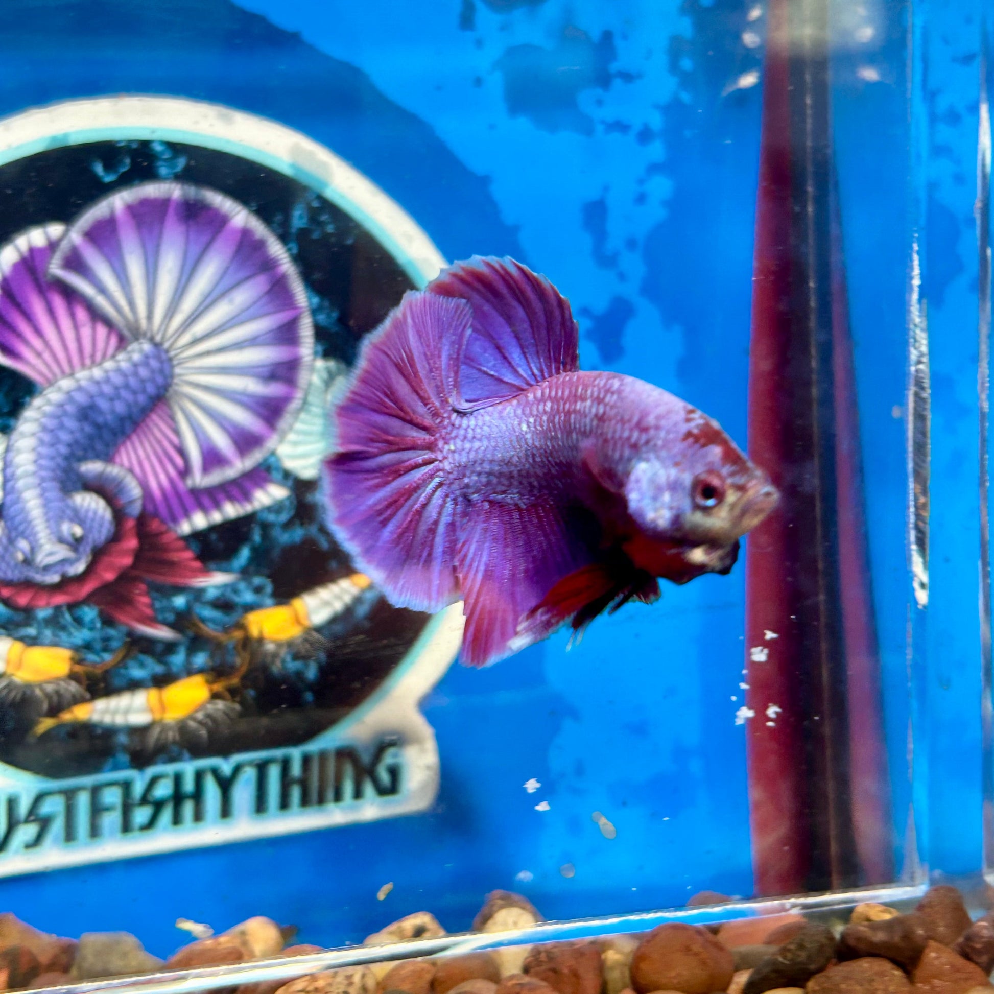 Purple Pink Plakat - Male Betta 069 Breeder Grade