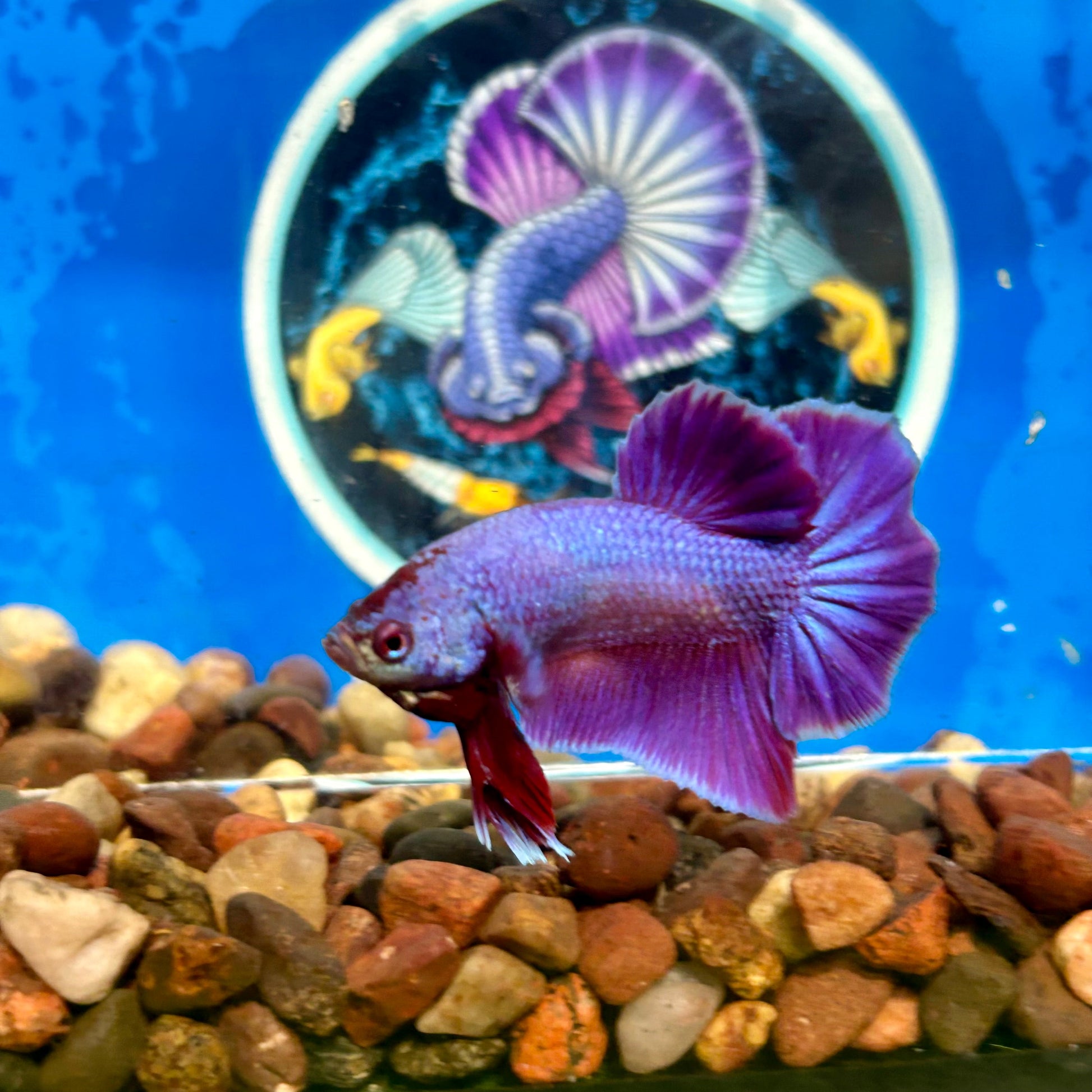 Purple Pink Plakat - Male Betta 069 Breeder Grade