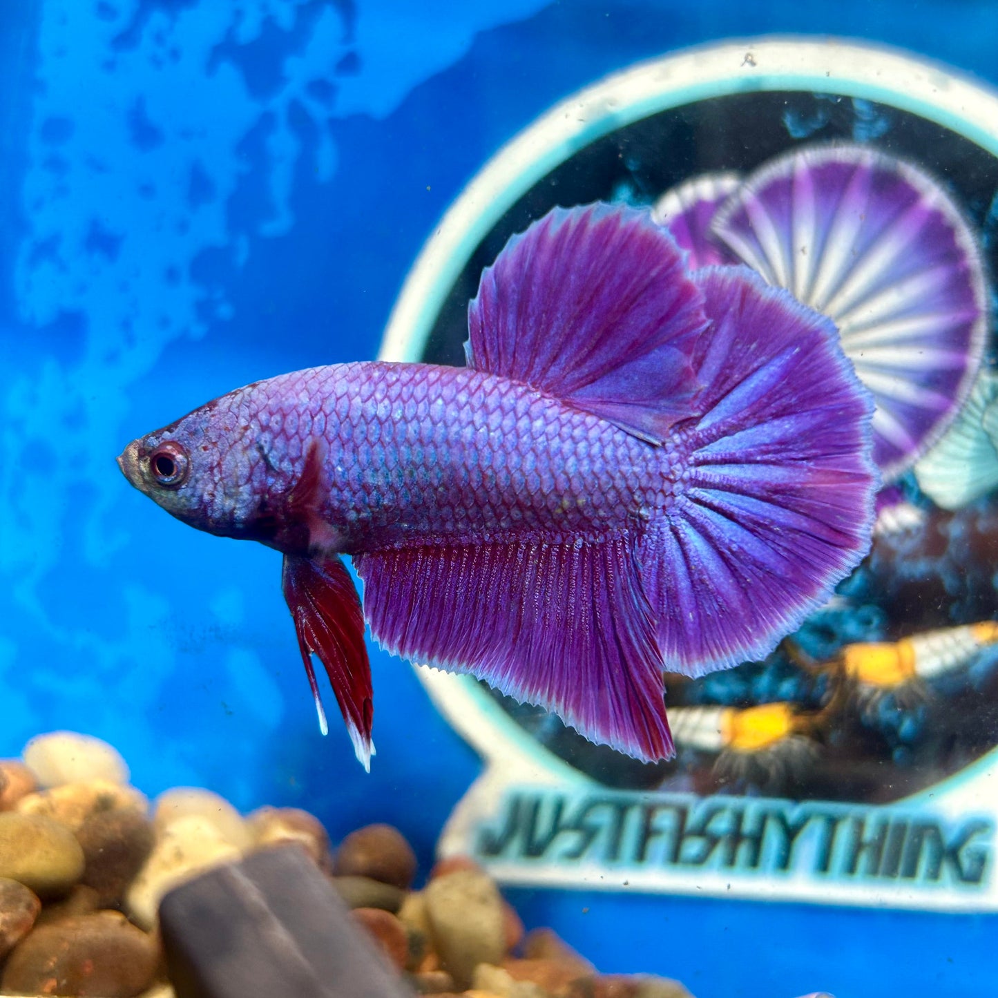 Purple Pink Plakat - Male Betta 069 Breeder Grade