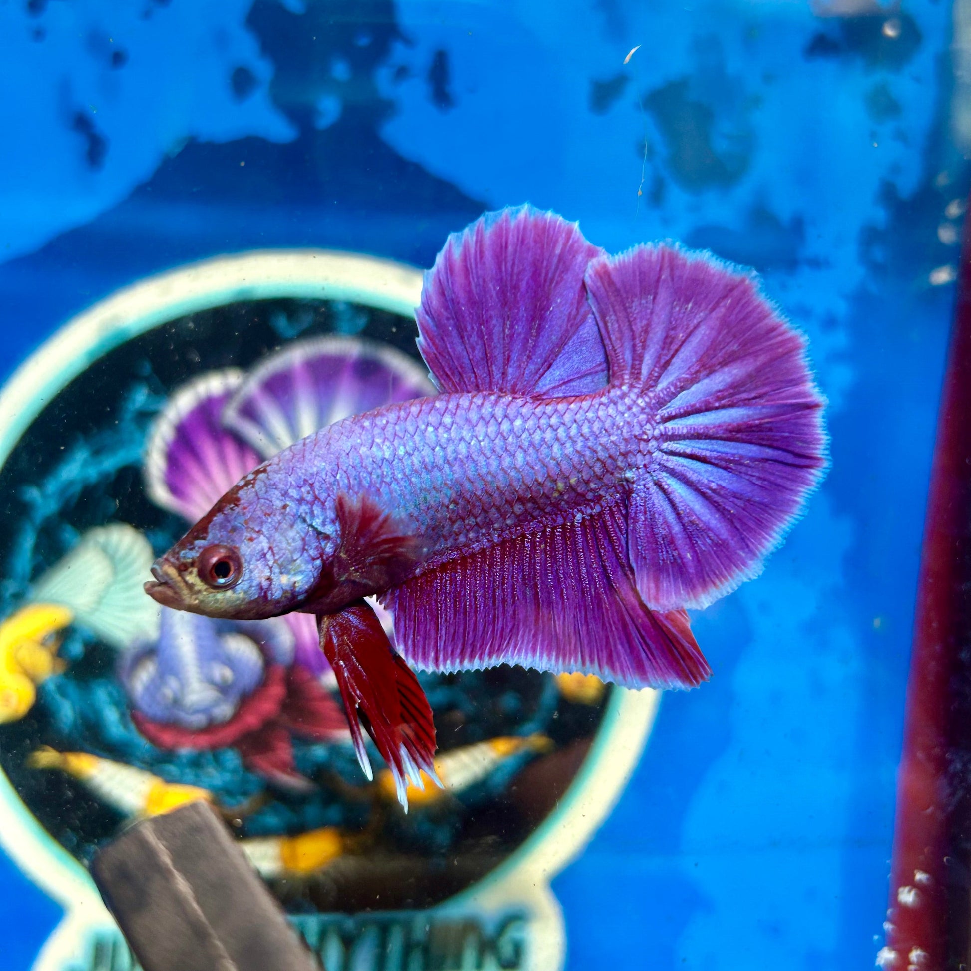 Purple Pink Plakat - Male Betta 069 Breeder Grade