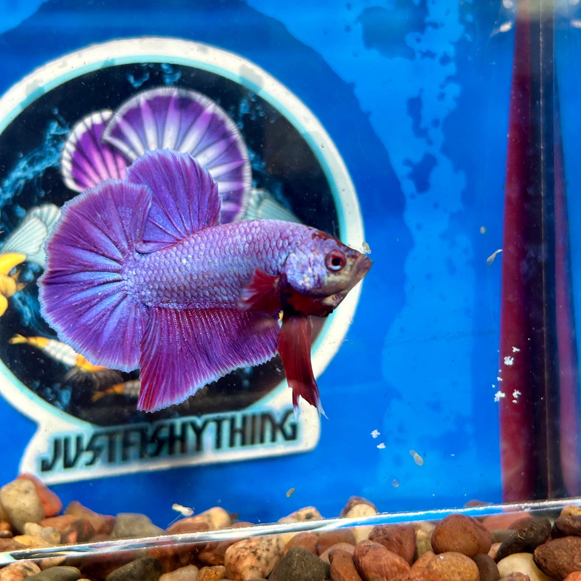 Purple Pink Plakat - Male Betta 069 Breeder Grade