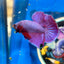 Purple Pink Plakat - Male Betta 078 Breeder Grade