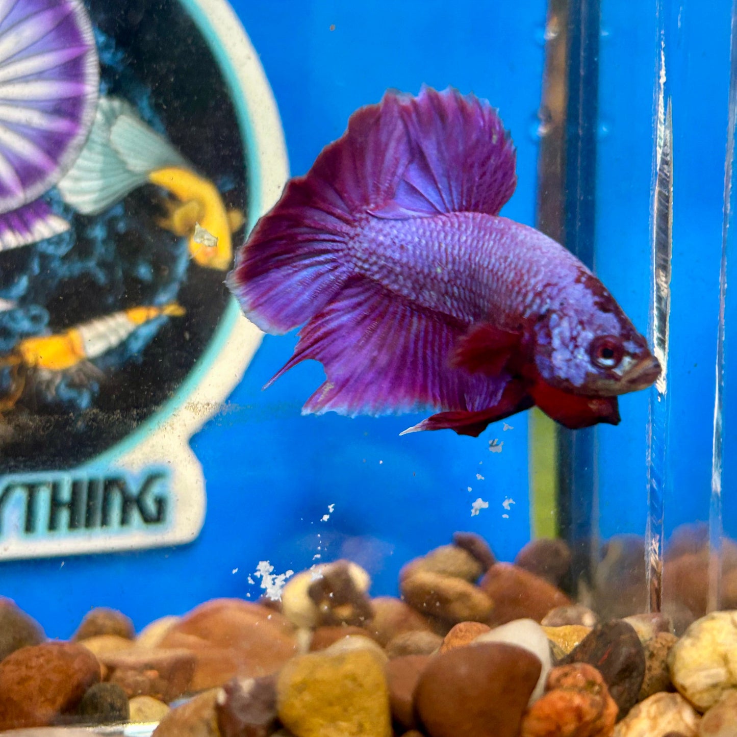 Purple Pink Plakat - Male Betta 078 Breeder Grade