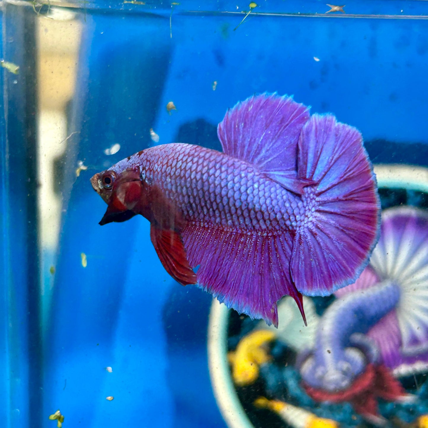 Purple Pink Plakat - Male Betta 078 Breeder Grade