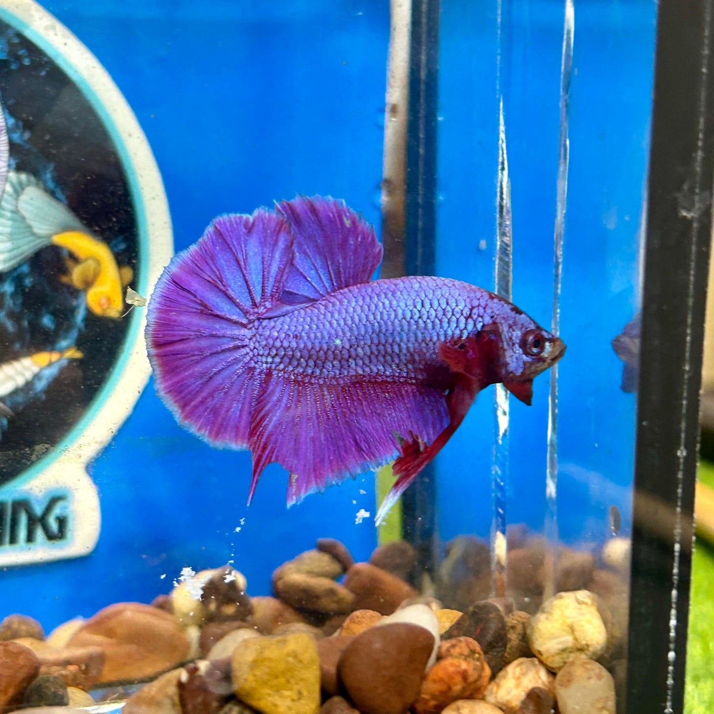 Purple Pink Plakat - Male Betta 078 Breeder Grade