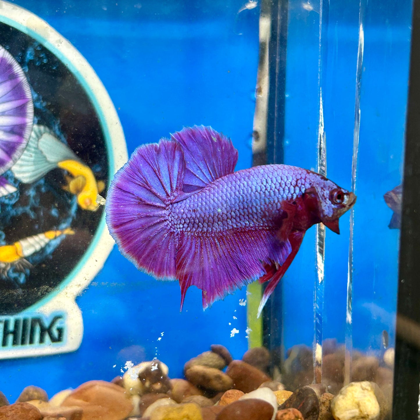 Purple Pink Plakat - Male Betta 078 Breeder Grade