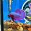 Purple Pink Plakat - Male Betta 078 Breeder Grade