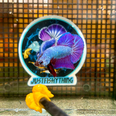 Purple Pink Plakat - Male Betta 102