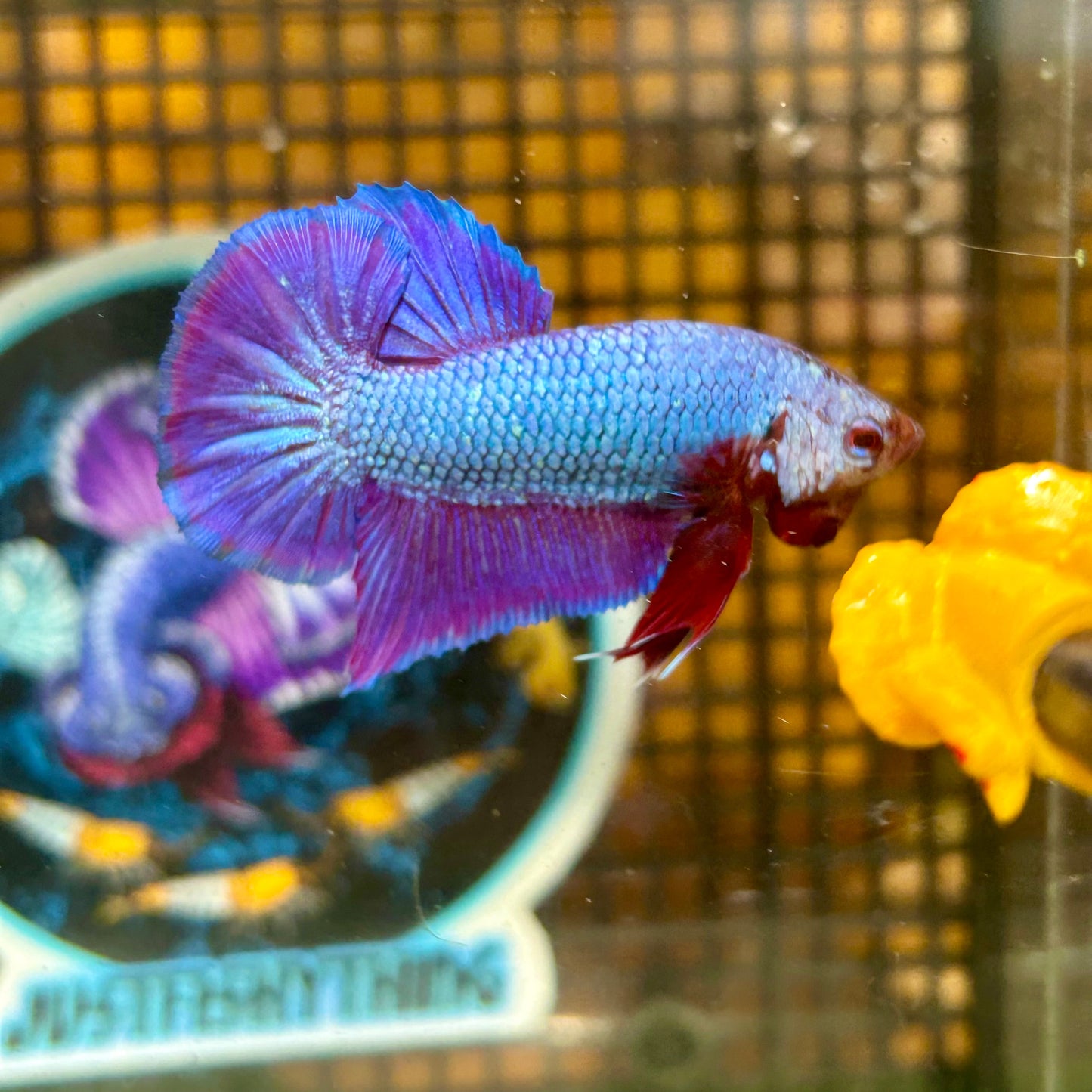 Purple Pink Plakat - Male Betta 102