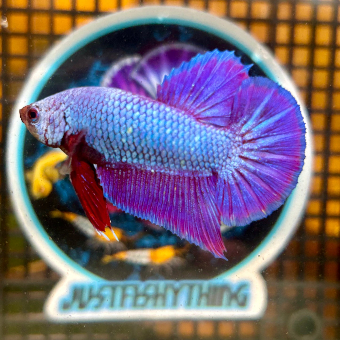 Purple Pink Plakat - Male Betta 102