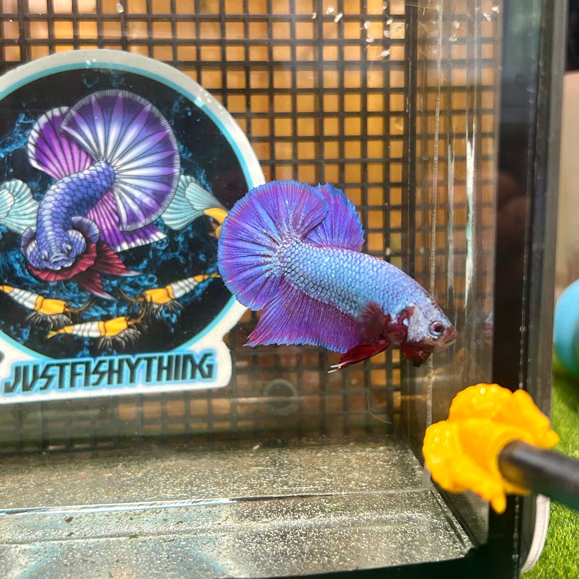 Purple Pink Plakat - Male Betta 102