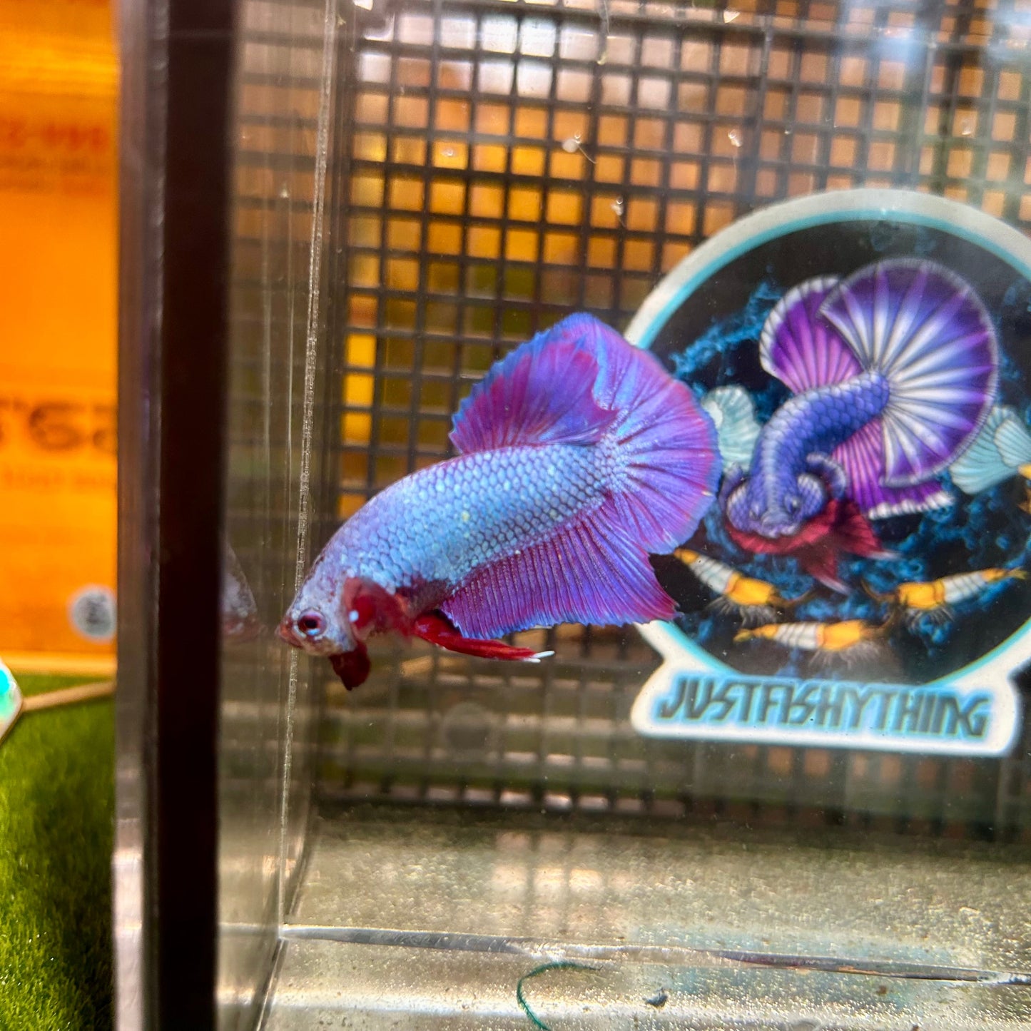 Purple Pink Plakat - Male Betta 102