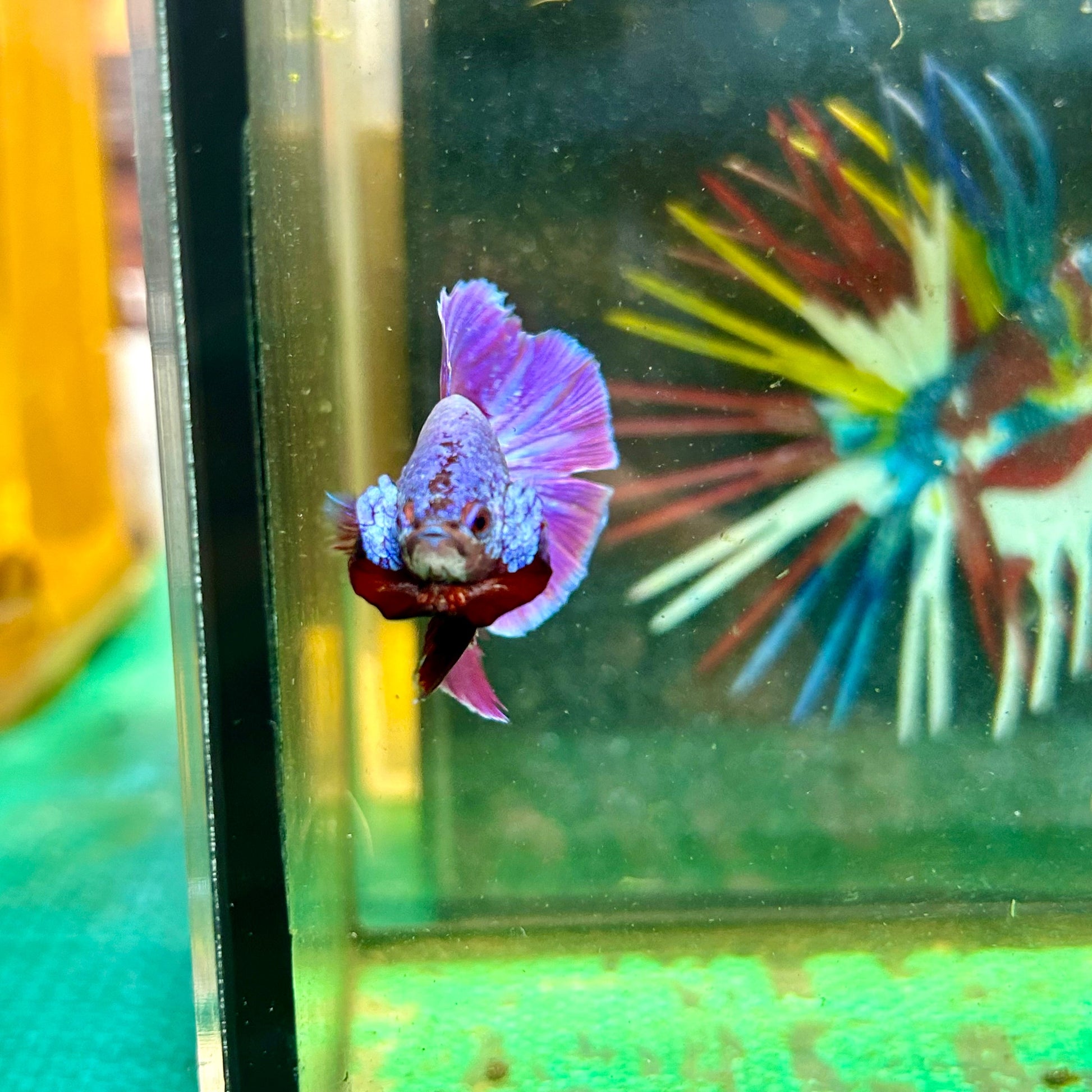 Purple Pink Plakat - Male Betta 103